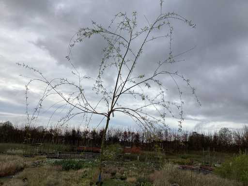 Sierboom - Treurwilg (x1)