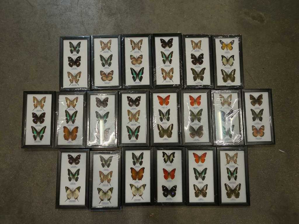 De vrais papillons dans le cadre (20x)