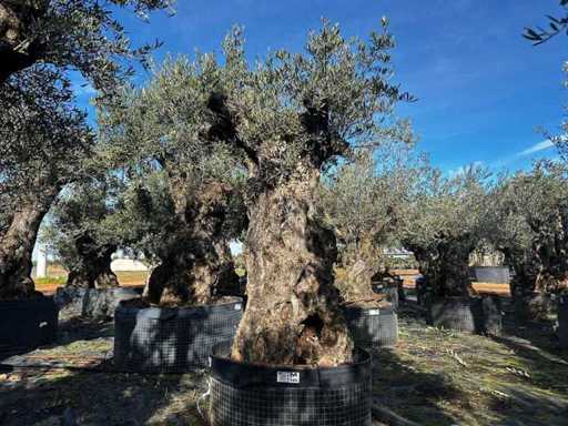 Centuries-old olive tree in basket