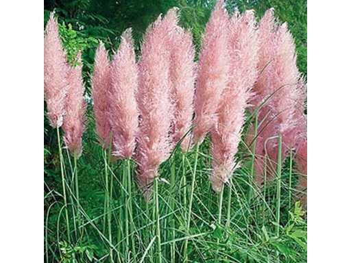 Pampas grassen roze (3x)