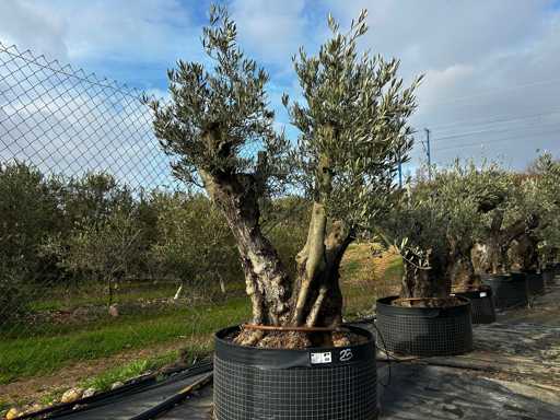 Olijfboom - Olea Europea 