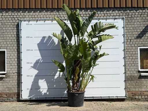 Paradijsvogelplant XL - Strelitzia Augusta - hoogte ca. 280 cm