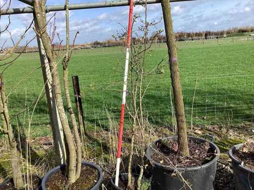 Wilde Appel - Vrucht- / fruitboom