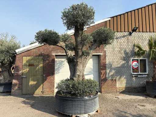Olivenbaum XXL – Olea Europaea – 200 Jahre alt – Höhe ca. 300 cm 