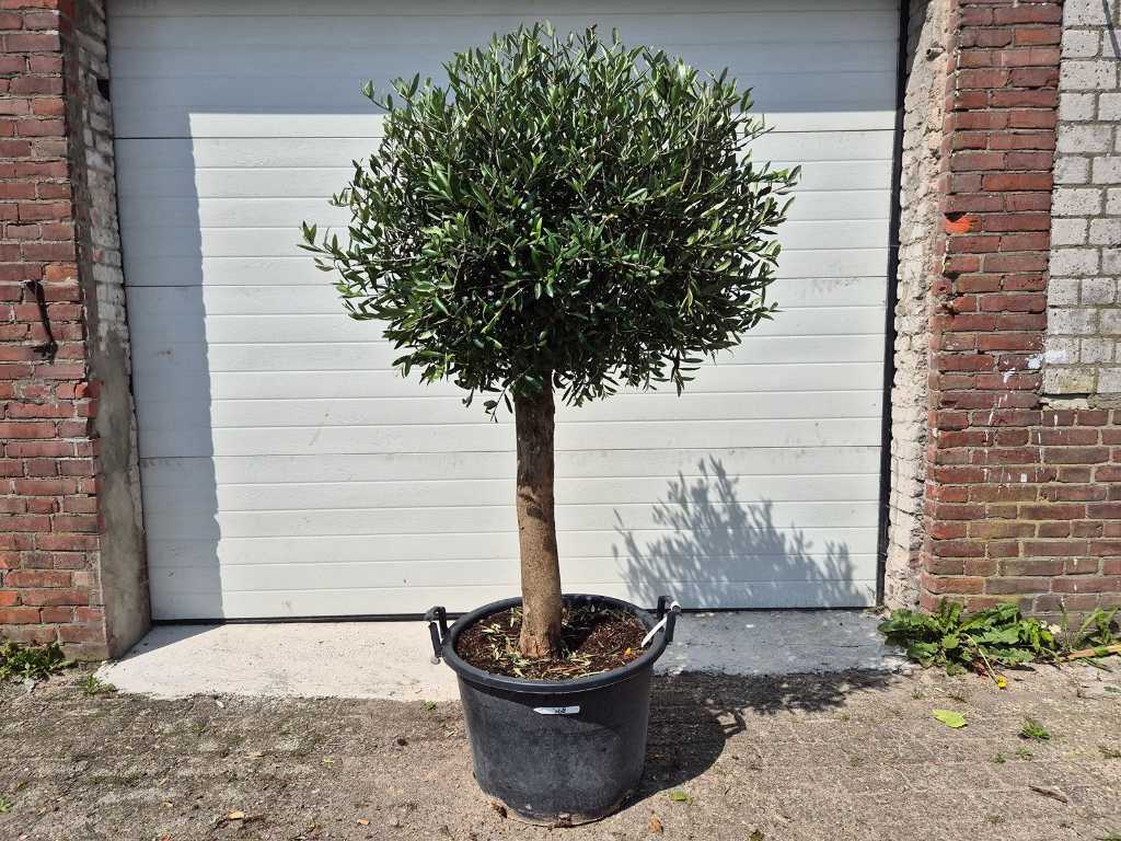 Żarówka kompaktowa Olive Tree - Olea Europaea - wysokość ok. 175 cm