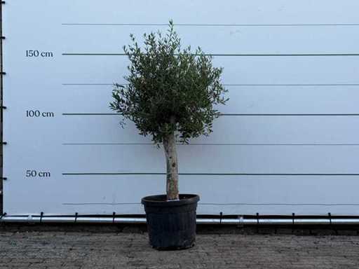 Olive tree Florida - Olea Europaea - approx. 25 years old - height approx. 160 cm