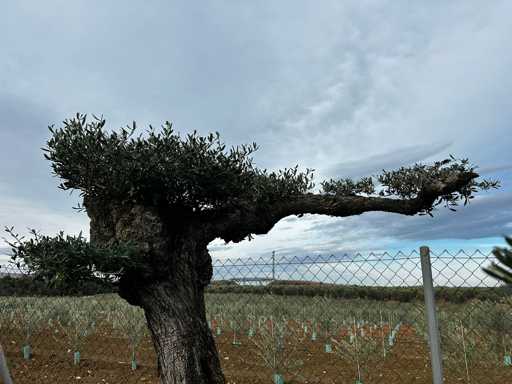  OLEA EUROPEA POM POM SECOLARE  