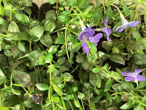 Perennials -vinca (x100)