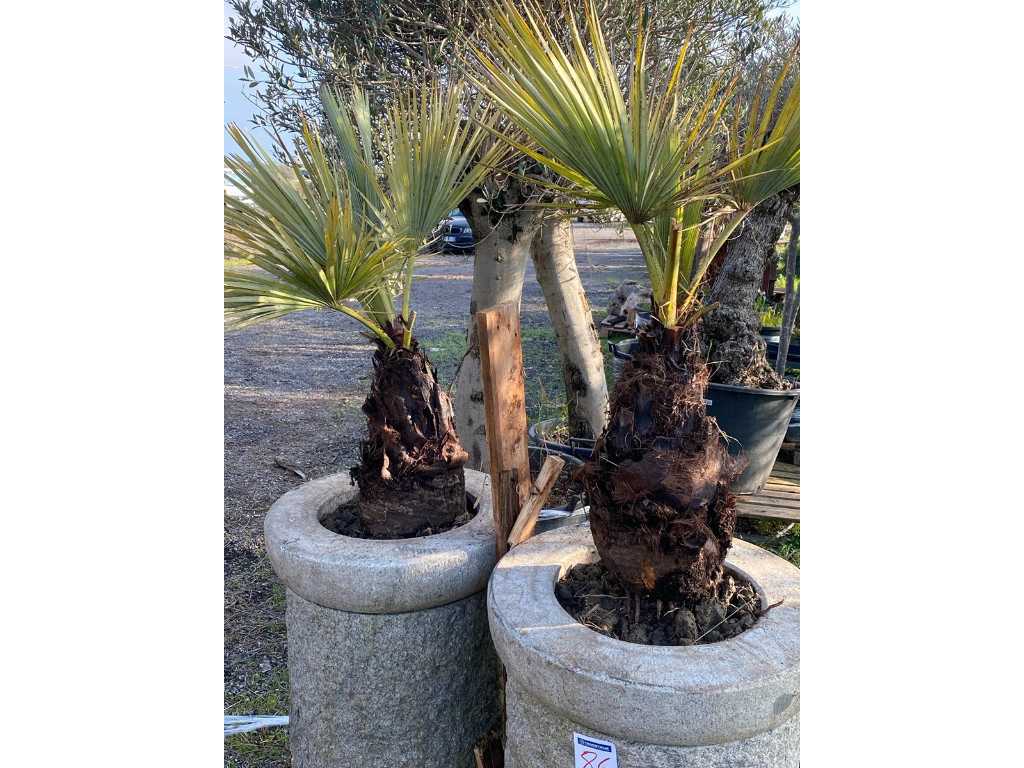 Palm trees with natural granite pot (2x)