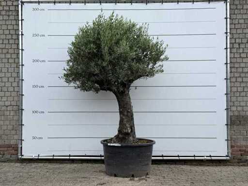 Olijfboom Old Trunk - Olea Europaea - ca. 75 jaar oud - hoogte ca. 270 cm