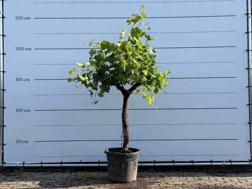 Vigne à tige basse - Vitis vinifera - hauteur environ 200 cm