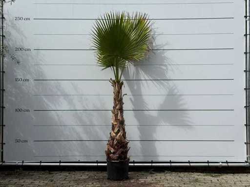 Palmier evantai mexican pe tulpină - Washingtonia Robusta - înălțime aprox. 250 cm