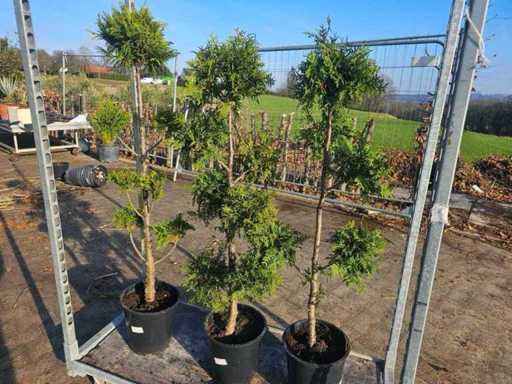 Set of 3 Leyland Cypress Topiary - Hardy & Decorative