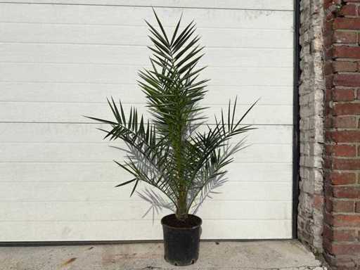 Palmier dattier canari - arbre méditerranéen - Phoenix Canariensis - hauteur environ 90 cm 