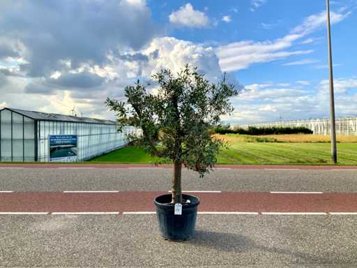 Drzewo oliwne (Olea europaea lessini)