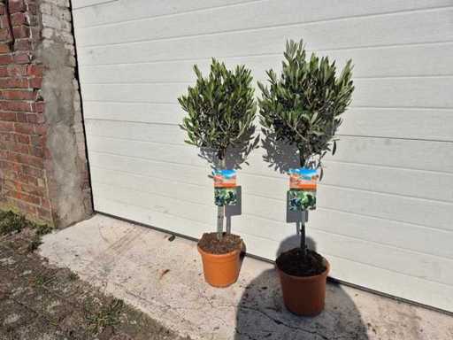 2x Olive tree - Olea Europaea - height approx. 90 cm