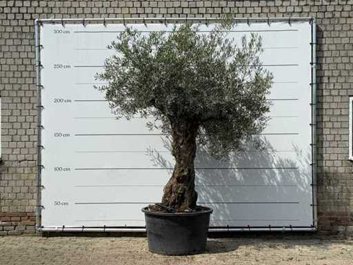 Bonsai d'ulivo - Olea Europaea - circa 80 anni - altezza circa 280 cm