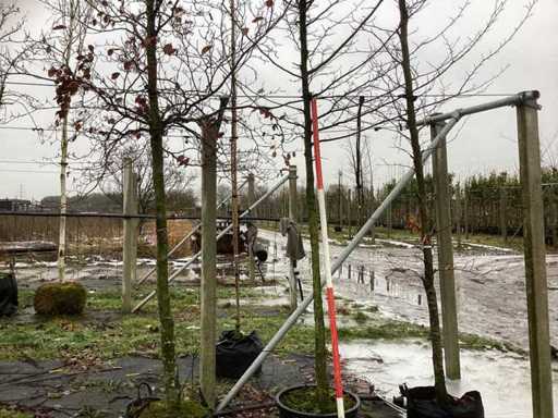 Grab – drzewo ozdobne