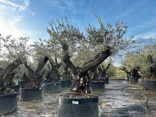 Centuries-old olive tree in basket