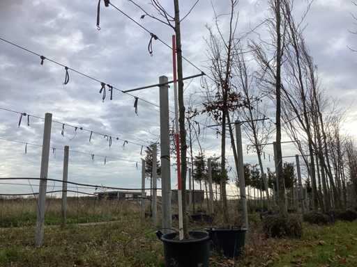 Platan - Arbore topiar