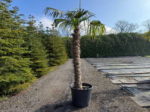Trachycarpus fortunei - Palmier 250 cm