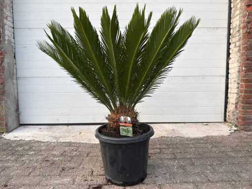 Palma della Pace - Cycas Revoluta - altezza circa 90 cm
