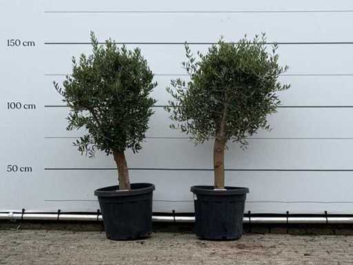 2x Olive tree Florida - Olea Europaea - aprox. 25 de ani - înălțime aprox. 150 cm