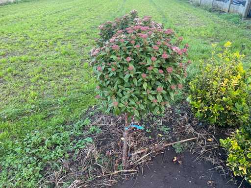 Snowball spherical shape - Viburnum (with root ball) Ornamental tree (2x)