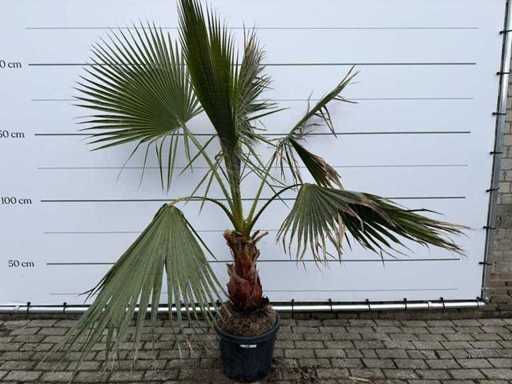 Palmier éventail mexicain - Washingtonia Robusta - hauteur environ 170 cm