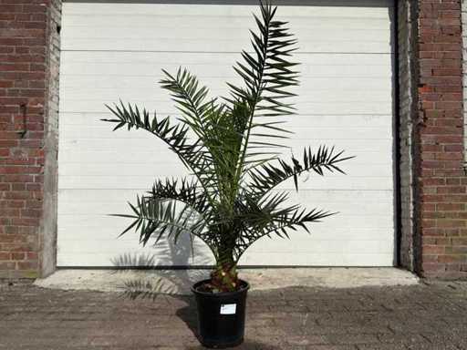 Palmier dattier canari - arbre méditerranéen - Phoenix Canariensis - hauteur environ 170 cm