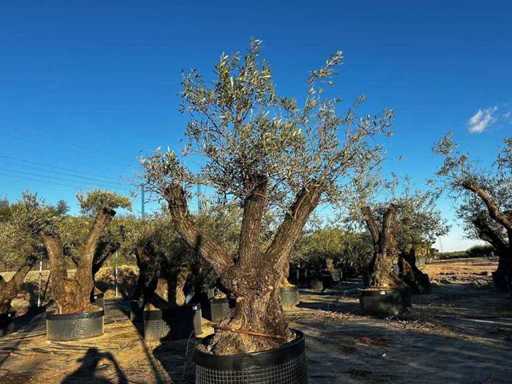 Jahrhundertealter Olivenbaum im Korb