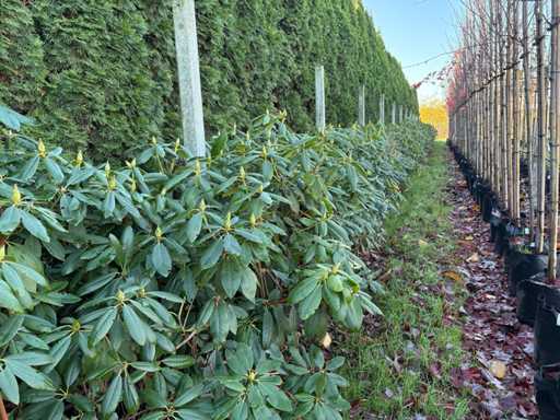 Rododendron - Arbore topiar