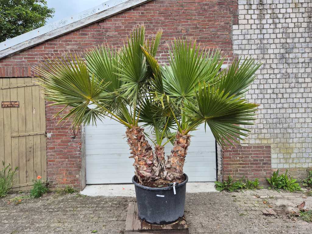 Palma meksykańska wielopniowa XL - Washingtonia Robusta - drzewo śródziemnomorskie - wysokość ok. 250 cm