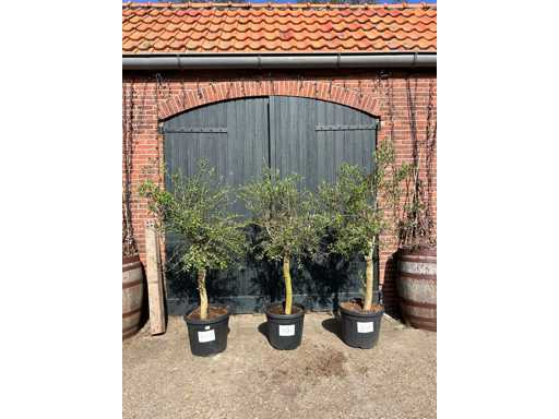 Olive tree (Olea Europea) (3x)