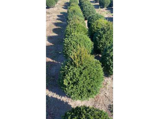 Taxus bulb 40 diameter Perennial (4x)