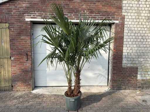 Palmier éventail chinois - Trachycarpus fortunei - Double tronc - Hauteur environ 250 cm
