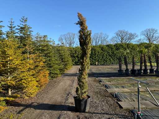 Cupressus Sempervirens Totem - Italian Cypress 290cm