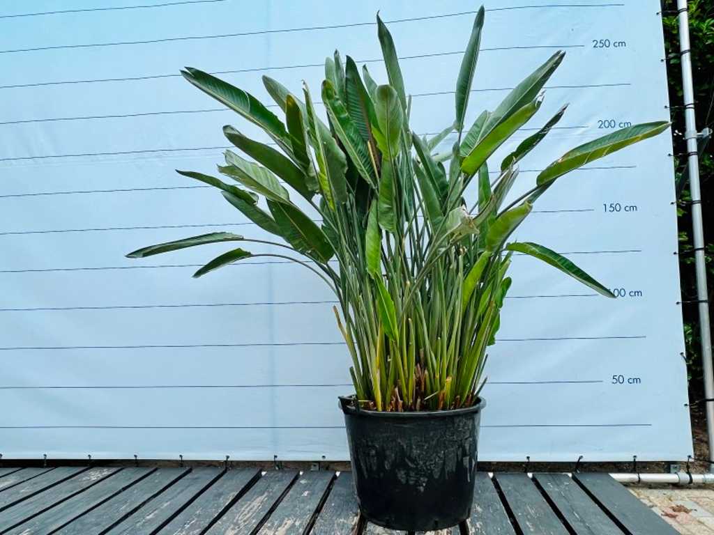 Strelitzia Regiane 150cm