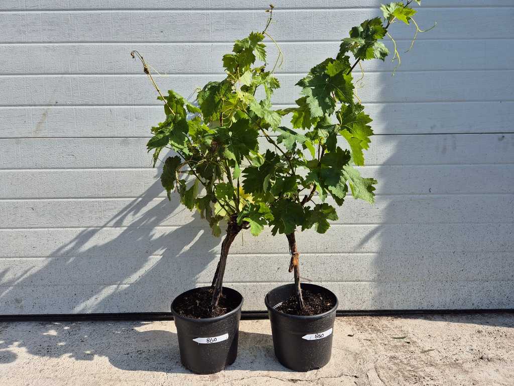 2x Weinstrauch - Vitis Vinifera - Obstbaum - Höhe ca. 80 cm