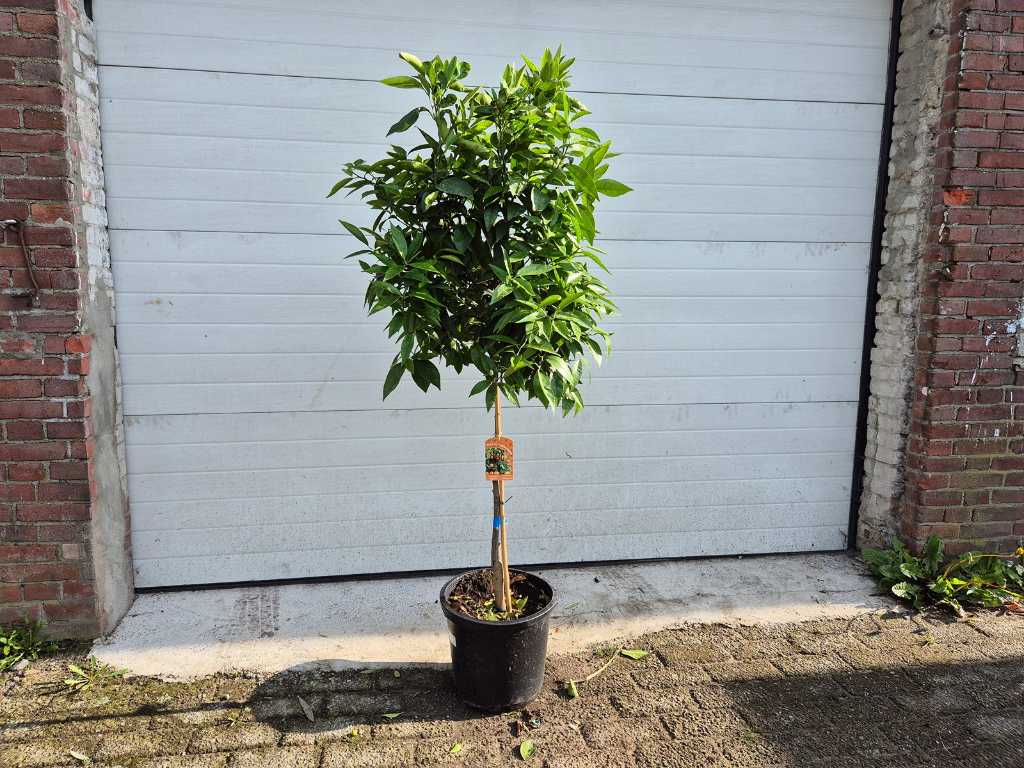 Drzewo mandarynkowe - Citrus Reticulata - wysokość ok. 150 cm