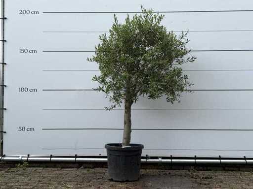 Olive tree Florida - Olea Europaea - environ 15 ans - hauteur environ 180 cm