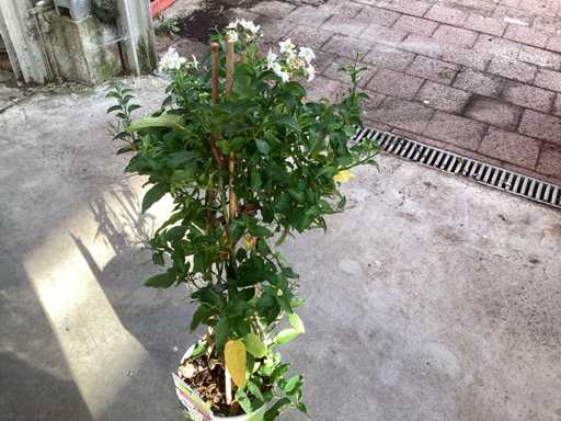 8 Solanum blauw, 8 Jasmijn wit