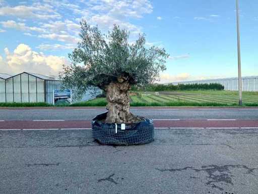 Ulivo (Olea Europaea Lessini)