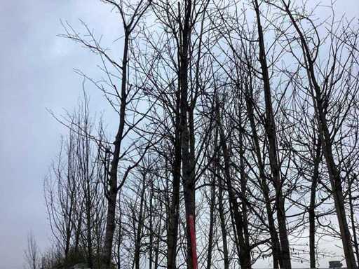 Sargent's Kers - Vormboom