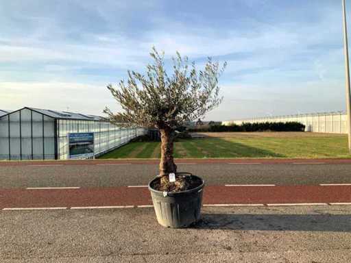 Olijfboom (Olea Europaea Lessini)
