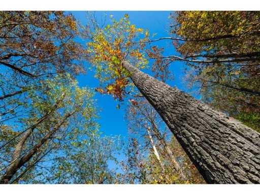 10,000 m² of forest land in the Belogradchik region - Bulgaria