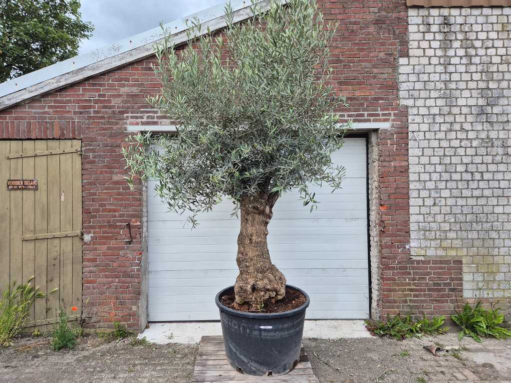 Olijfboom Bonsai XL - Olea Euopaea - hoogte ca. 300 cm