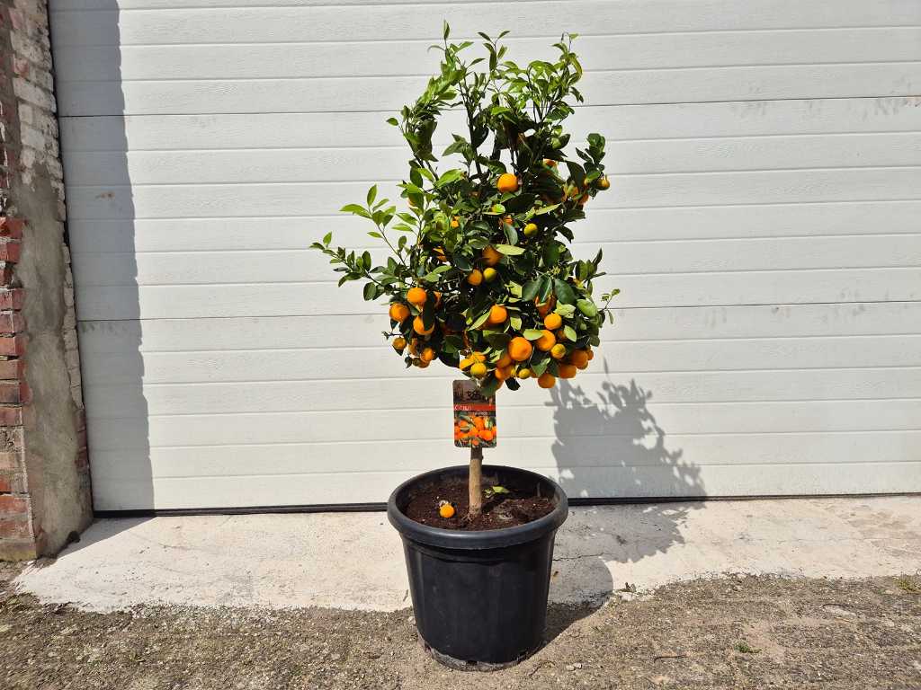 Mandarin tree - Fruit tree - Citrus Calamondin - height approx. 120 cm