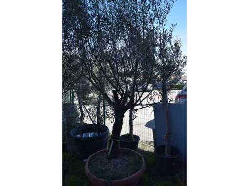 olijf oranje schaal - Olive tree