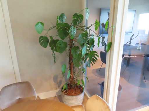 Piante con vasi (4 volte)